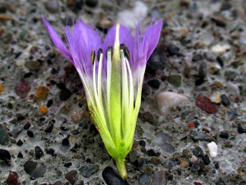 Gentianella engadinensis / Genzianella dell''Engadina